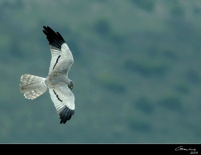 Montagu`s Harrier
