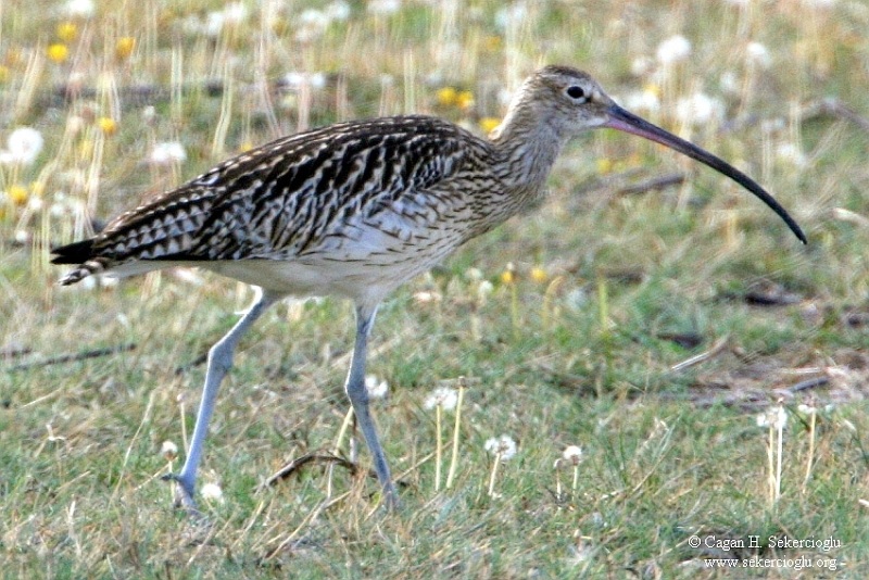 Eurasian Curlew