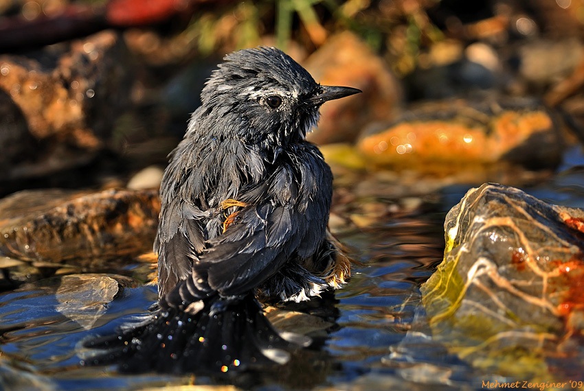 White-throated Robin