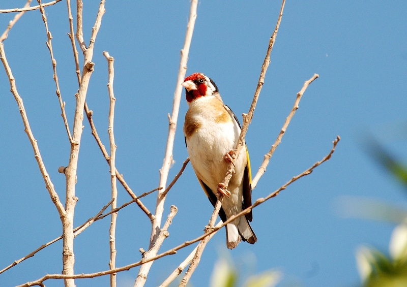 European Goldfinch