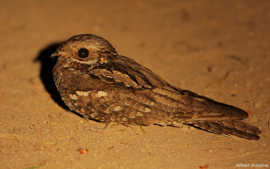 European Nightjar
