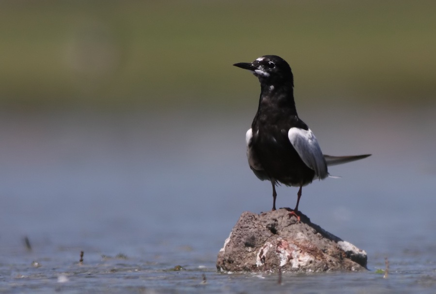 White-winged Tern