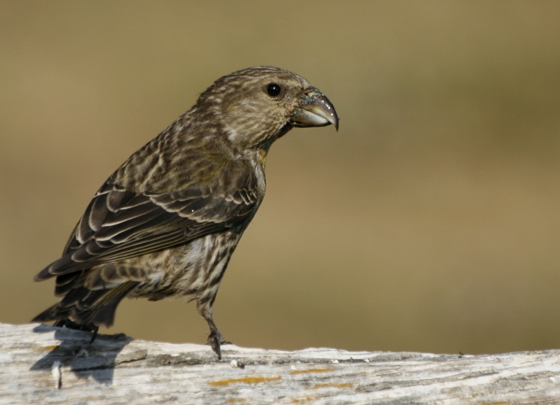 Red Crossbill
