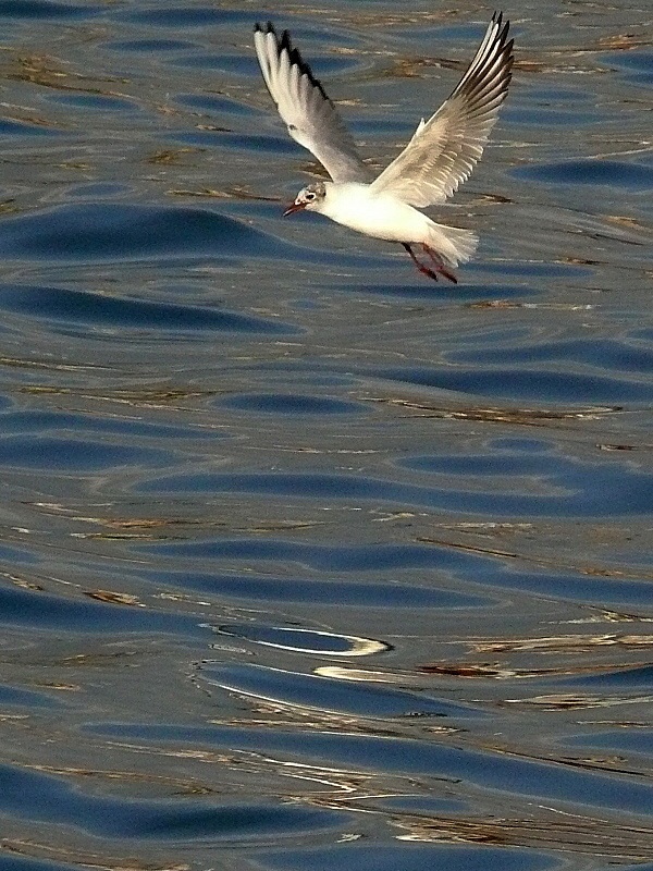 Black-headed Gull