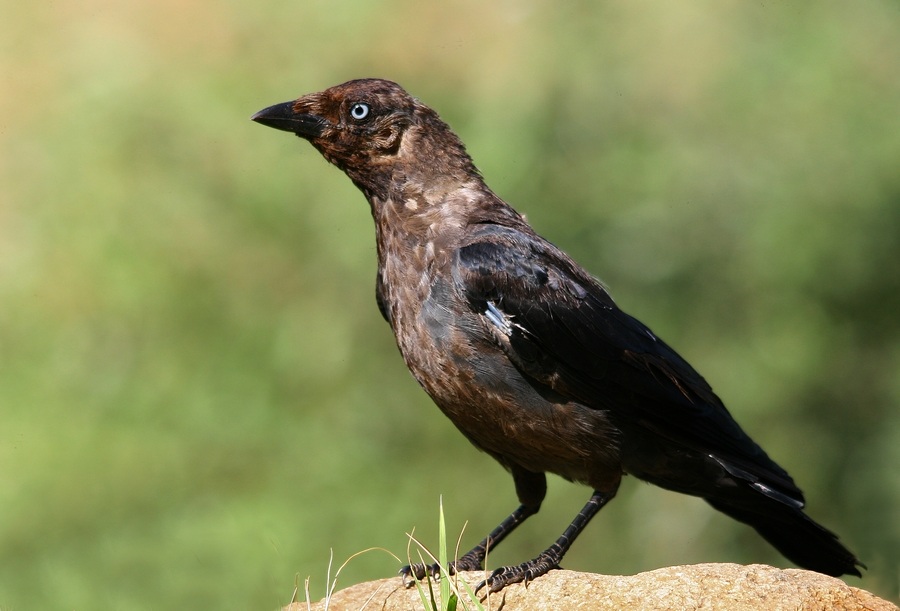 Western Jackdaw
