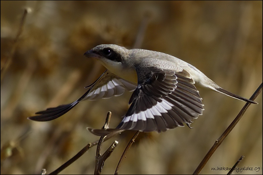 Lesser Grey Shrike