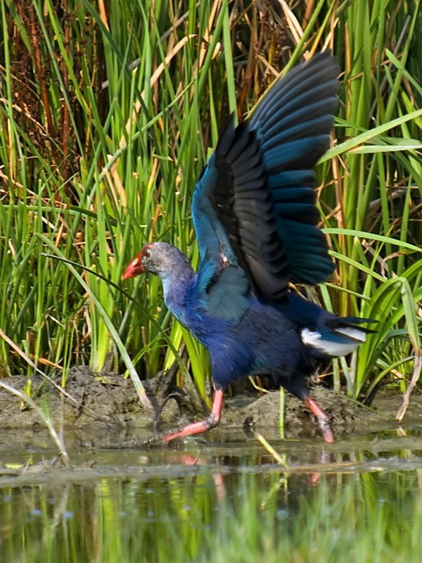 Grey-headed Swamphen
