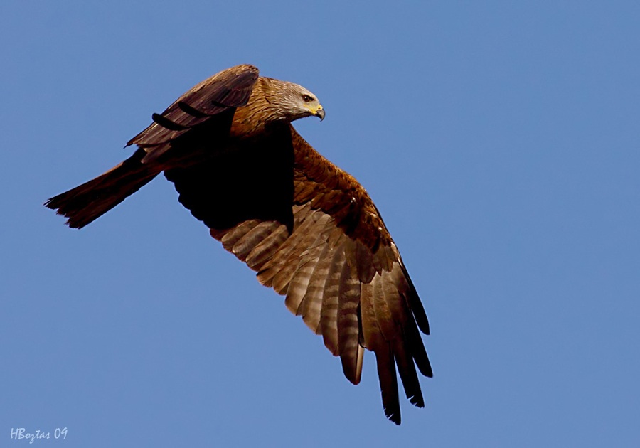 Black Kite