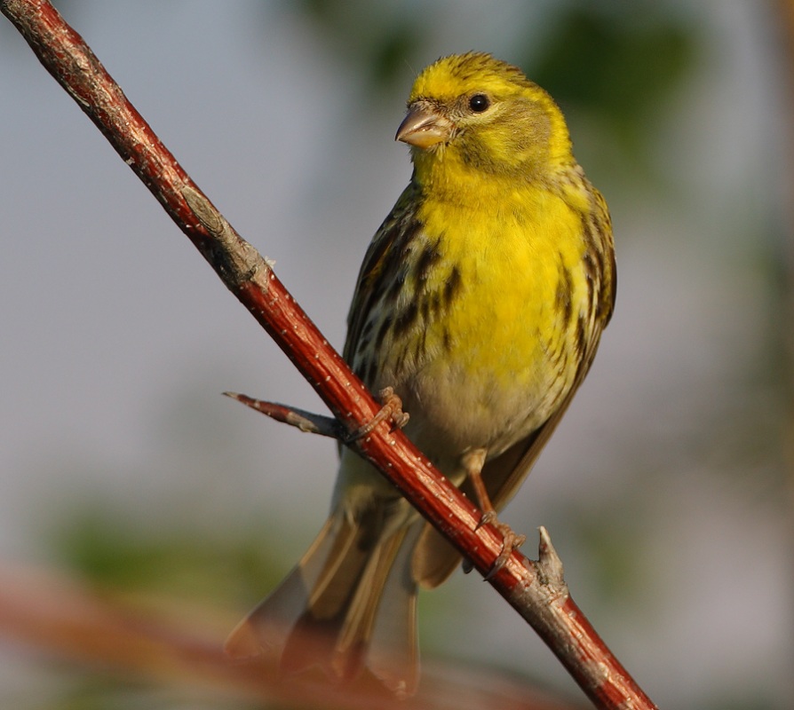 European Serin