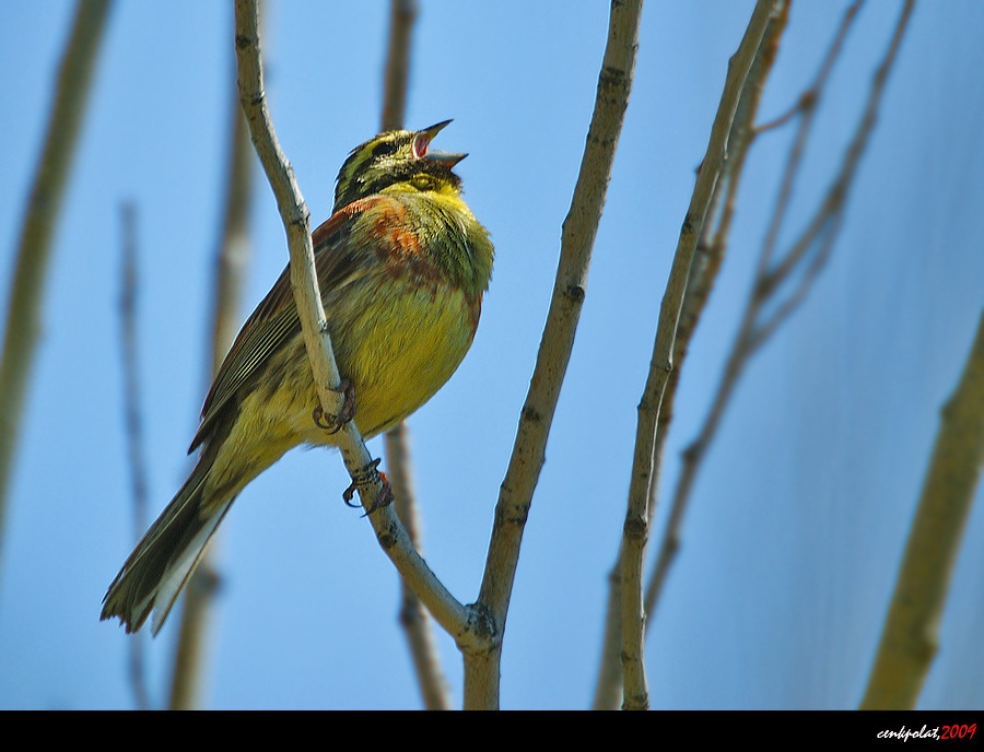 Cirl Bunting
