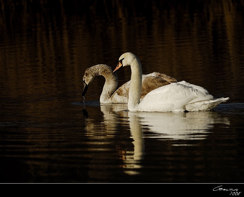 Mute Swan