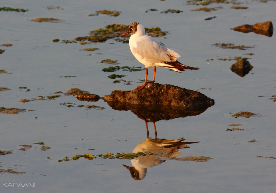 Black-headed Gull