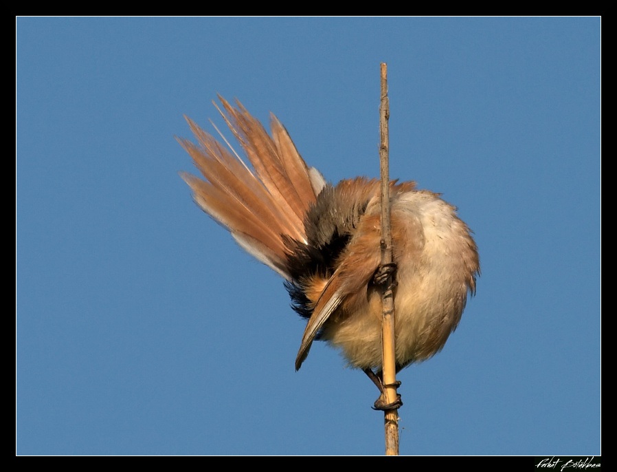 Bearded Reedling