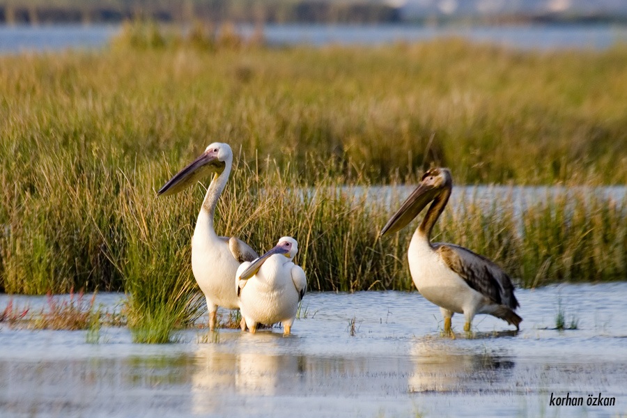 Great White Pelican