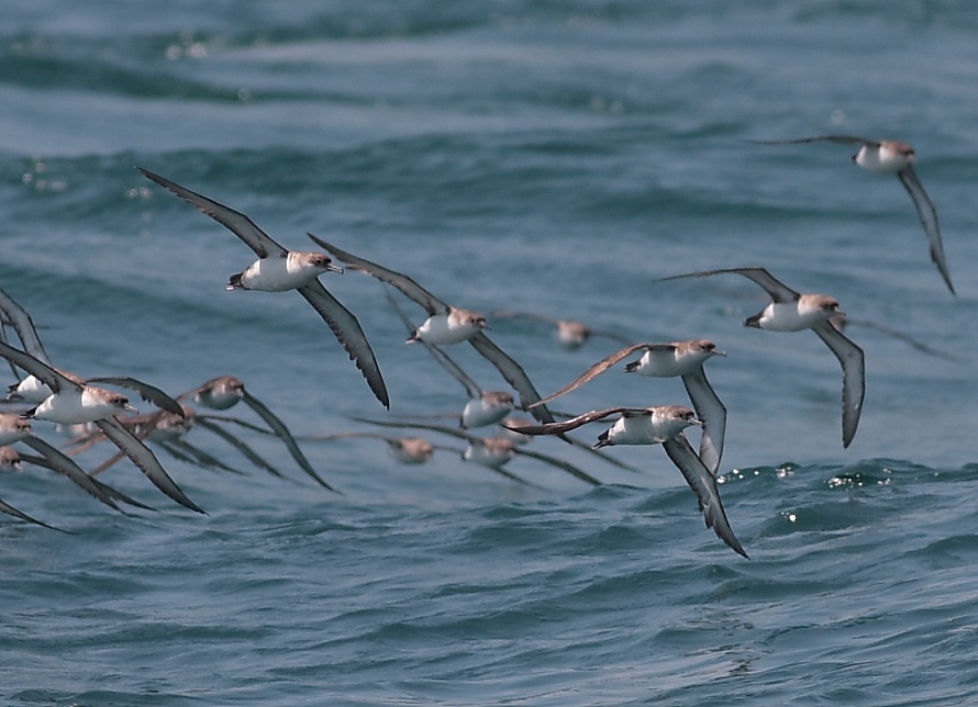 Yelkouan Shearwater