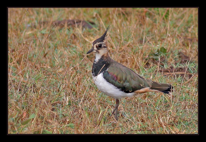 Northern Lapwing