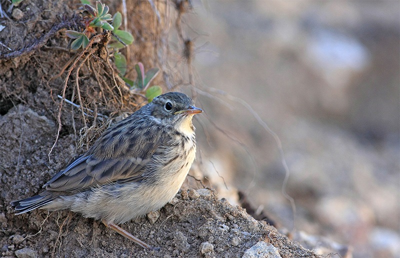 Water Pipit