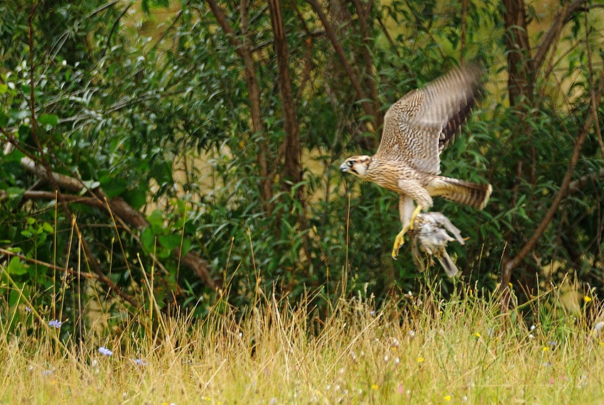 Peregrine Falcon