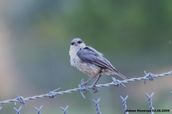 Western Rock Nuthatch