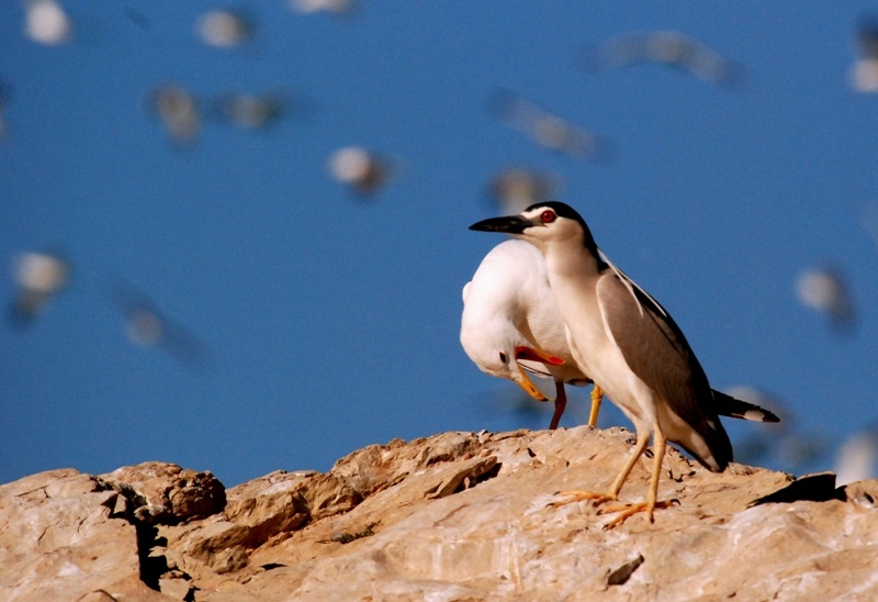 Black-crowned Night Heron