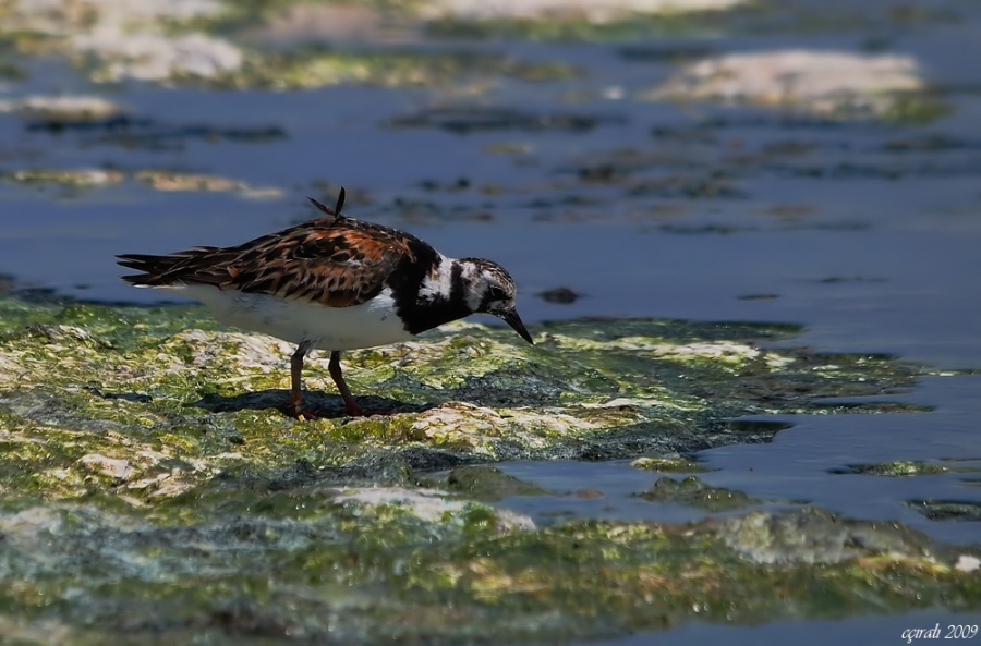 Ruddy Turnstone