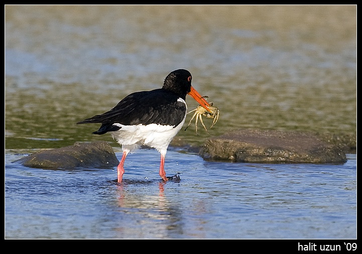 Eurasian Oystercatcher