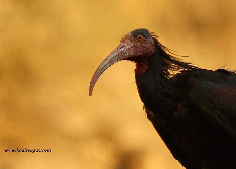 Northern Bald Ibis