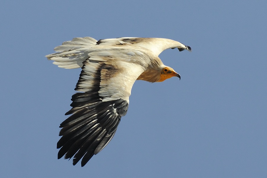 Egyptian Vulture