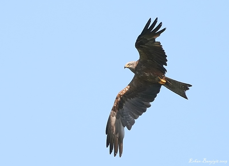 Black Kite