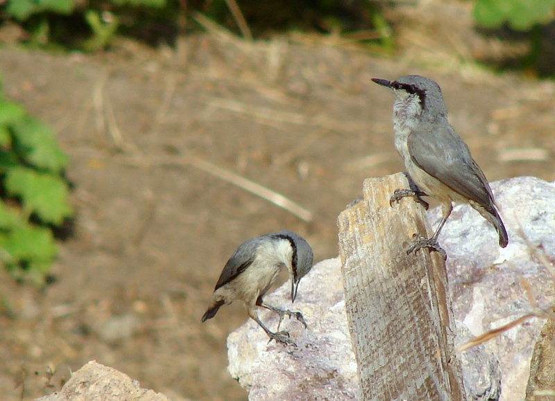 Western Rock Nuthatch