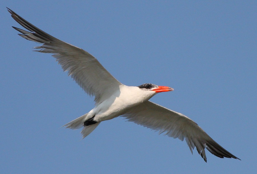 Caspian Tern