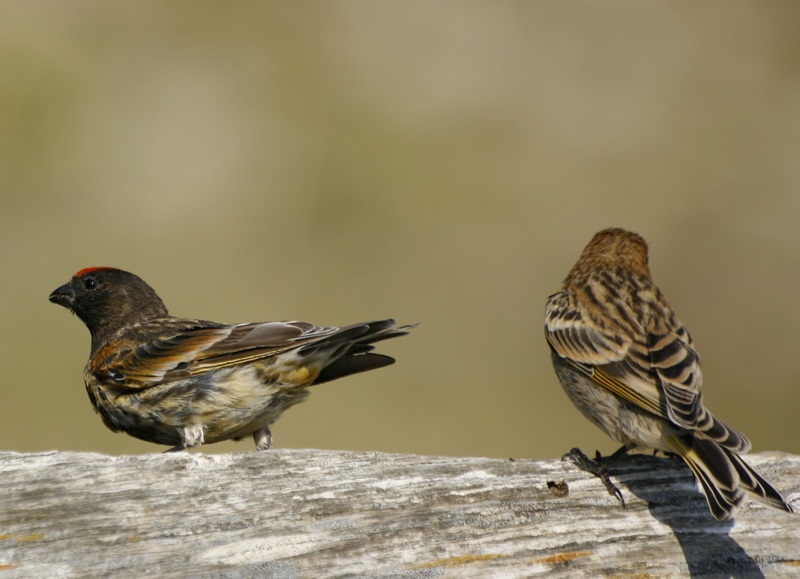 Red-fronted Serin