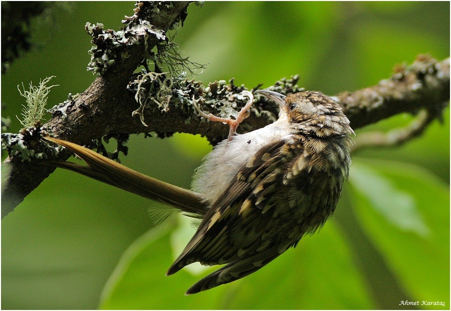 Eurasian Treecreeper