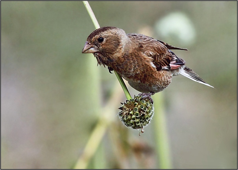 Crimson-winged Finch