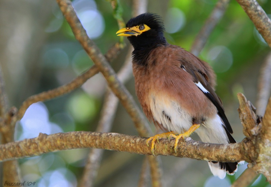 Common Myna