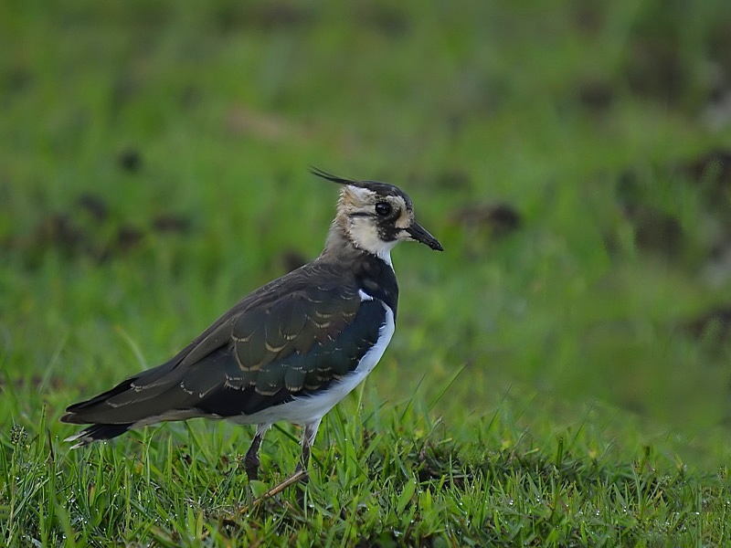 Northern Lapwing