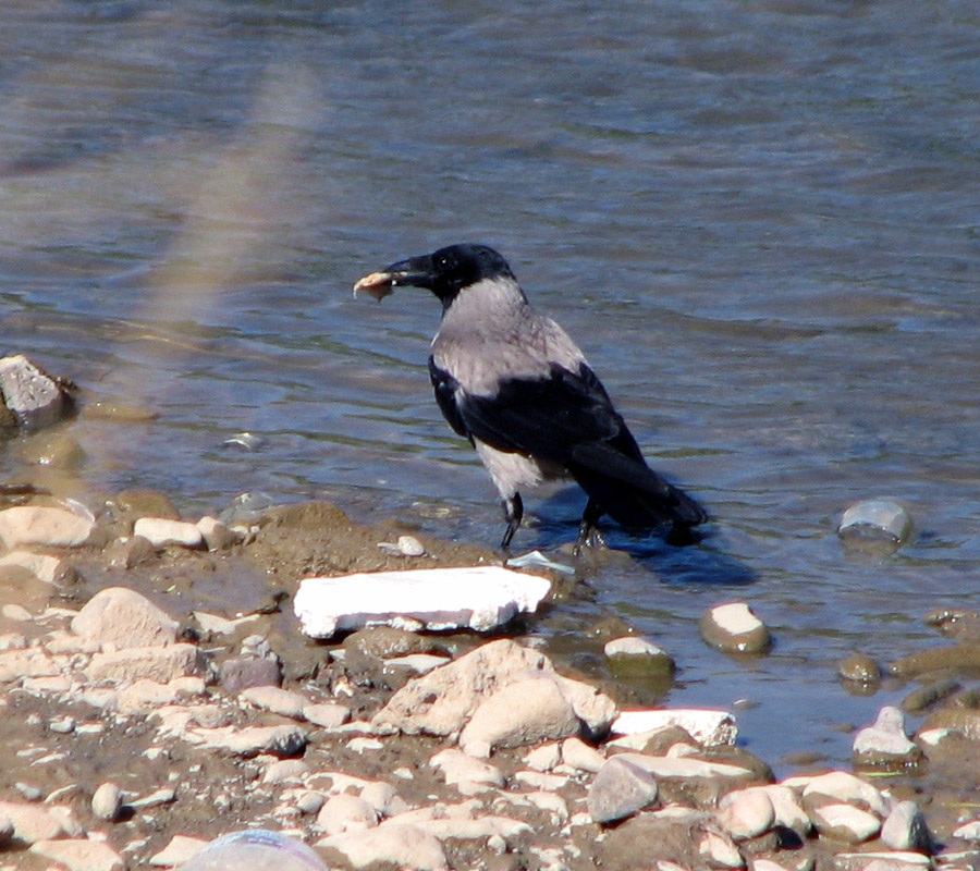 Hooded Crow