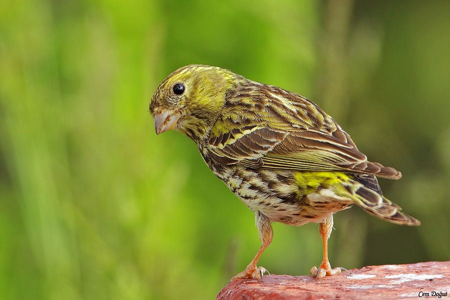 European Serin