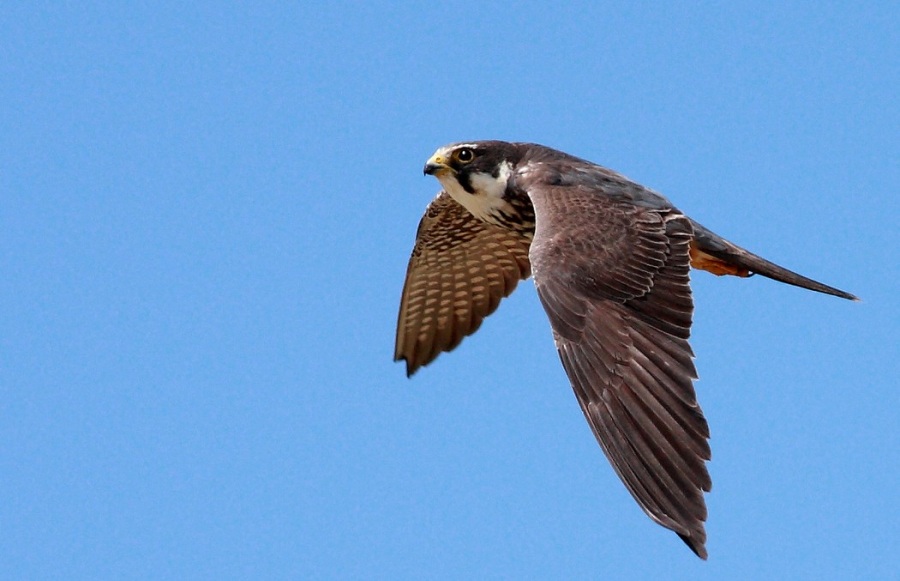 Eurasian Hobby