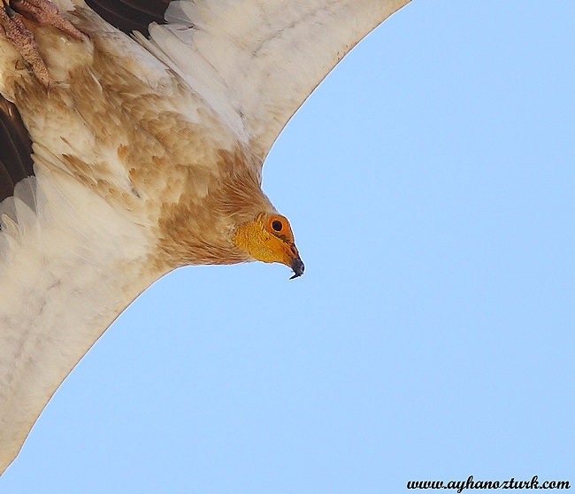 Egyptian Vulture