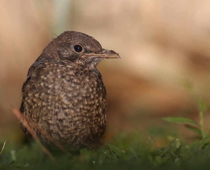 Common Blackbird