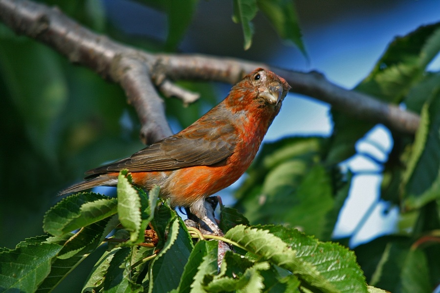Red Crossbill