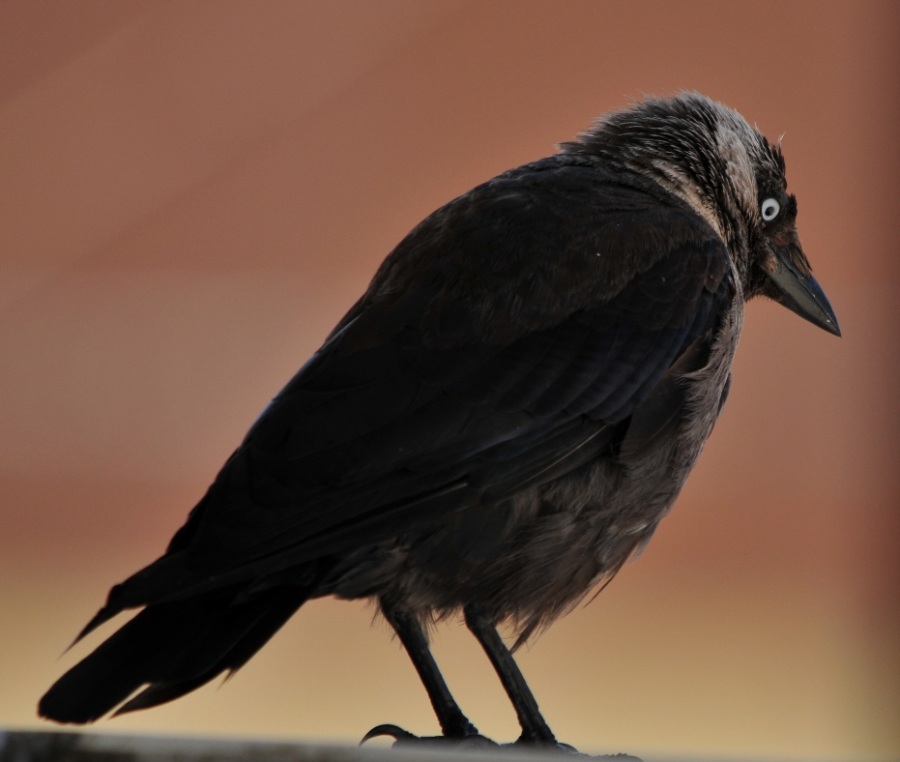 Western Jackdaw