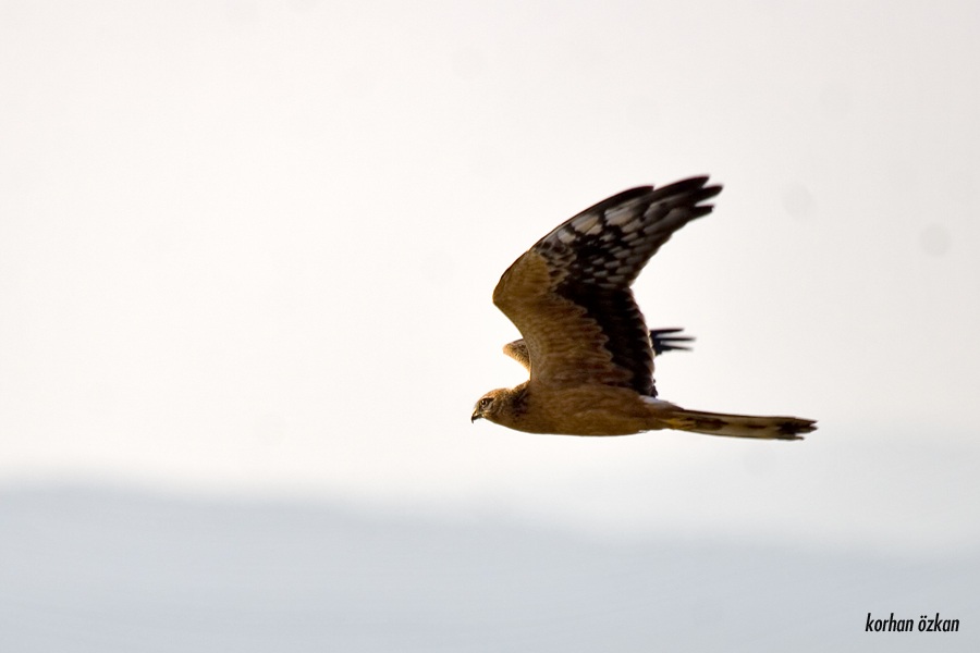 Montagu`s Harrier