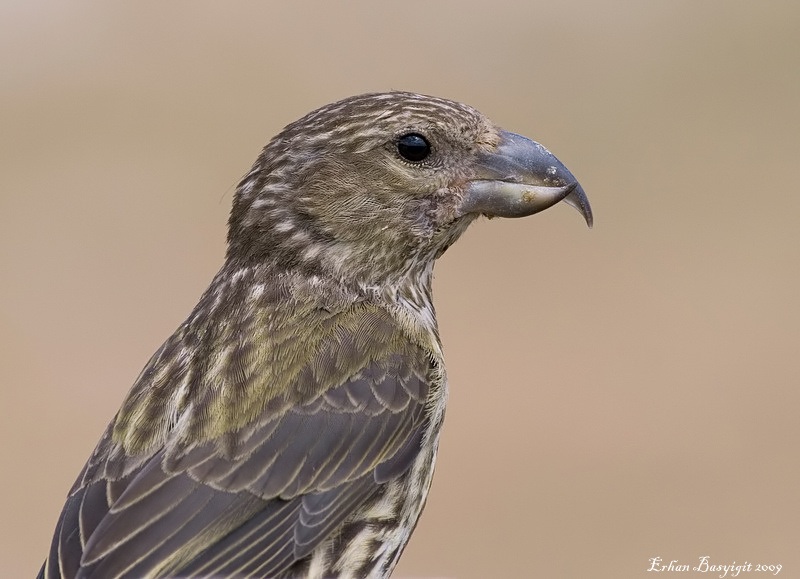 Red Crossbill