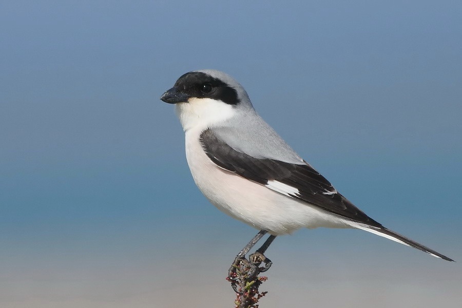 Lesser Grey Shrike