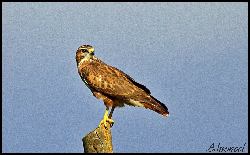 Common Buzzard