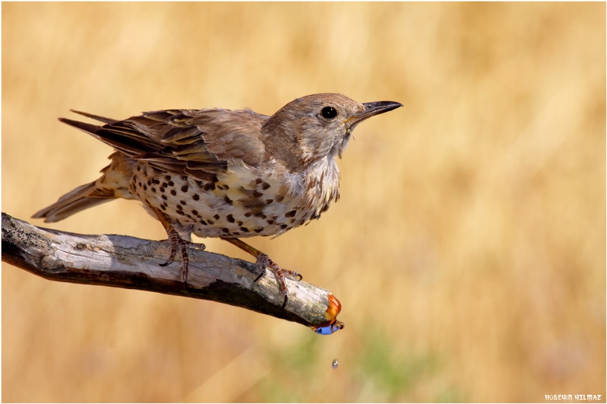 Mistle Thrush