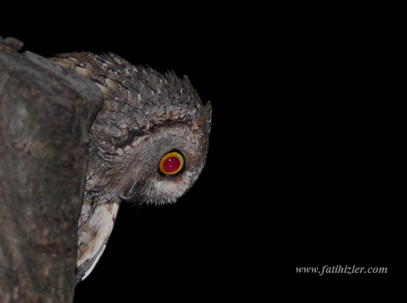 Eurasian Scops Owl