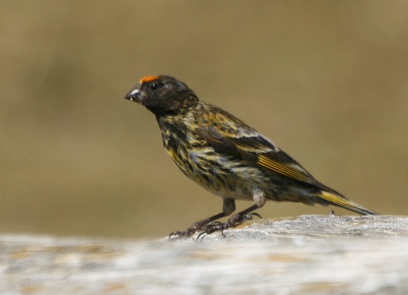 Red-fronted Serin